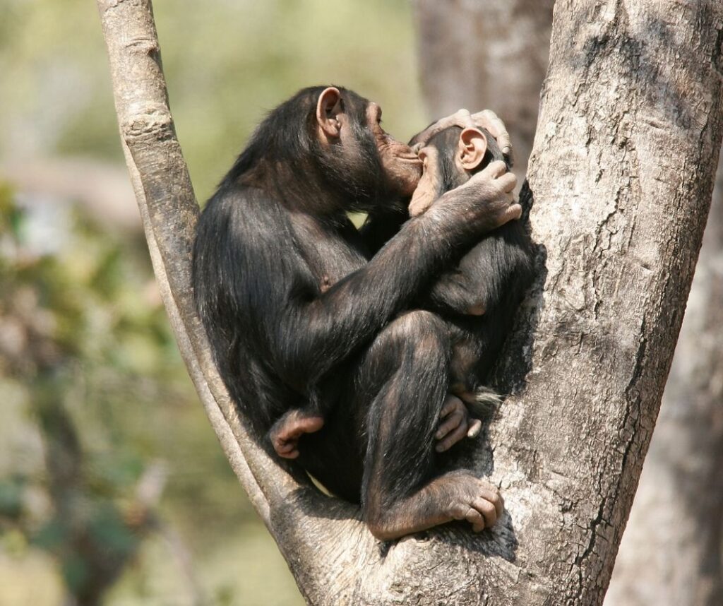 A chimpanzee is kissing another chimpanzee.