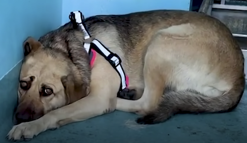 A dog laying on the floor with a harness on.