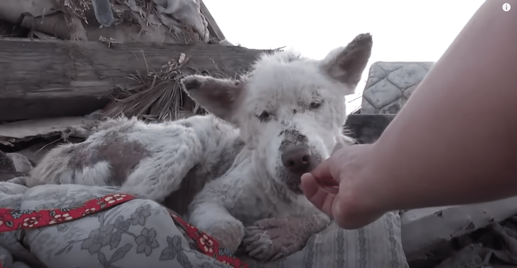 A person is petting a dog in a pile of rubble.